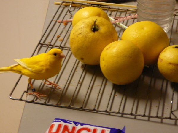 canary and lemons